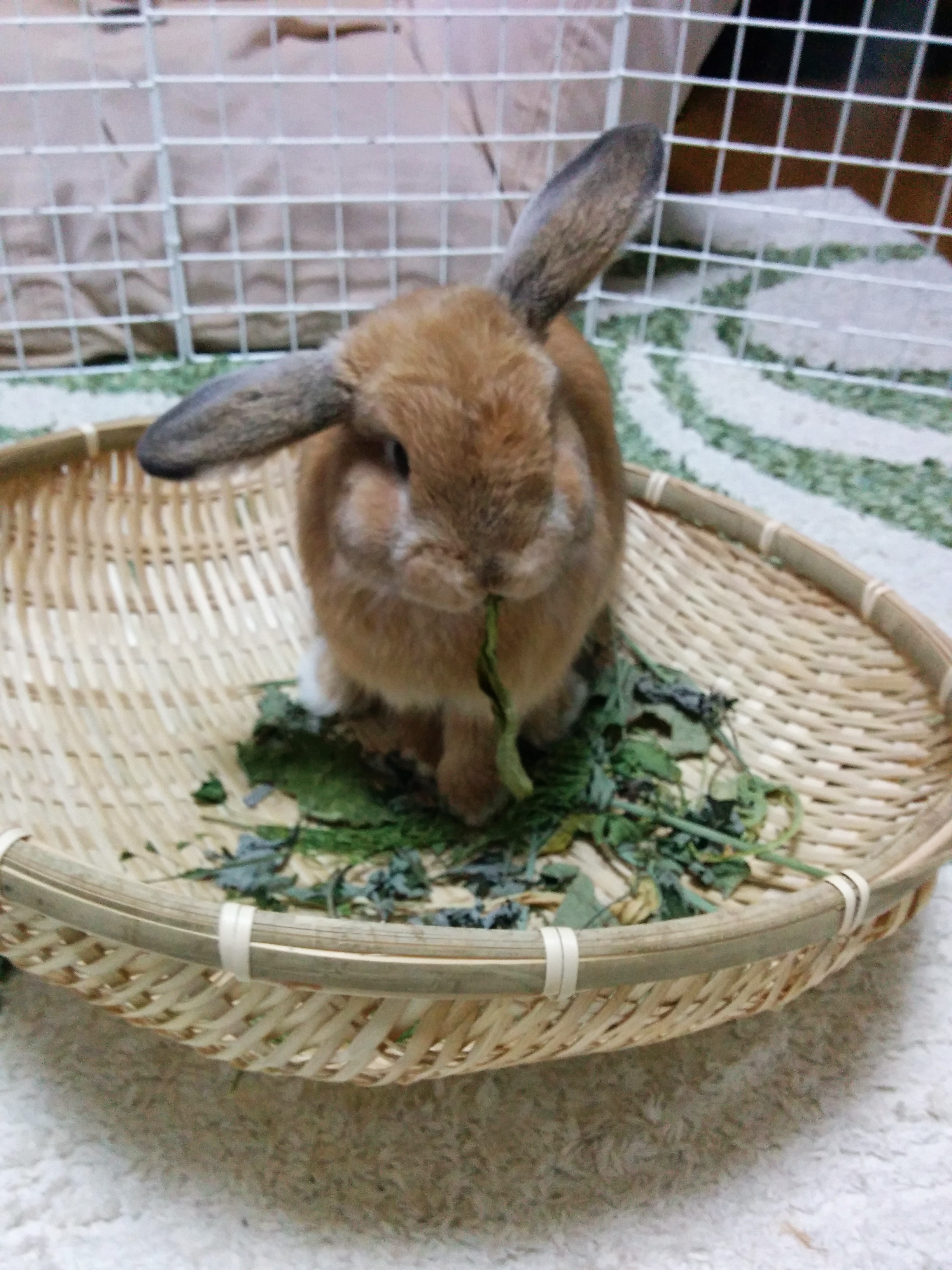 ウサギが食べられる雑草をイナカで採取して実際に食べてみた Yhei Web Design
